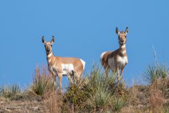 USA-Grand-Teton-Pronghorn-Antilope-Fotoreise