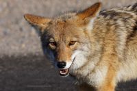 Kojote-im-Death-Valley