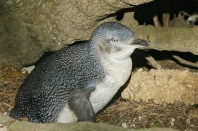 kangoroo-island-pinguin