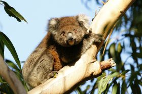 koala-kangoroo-island