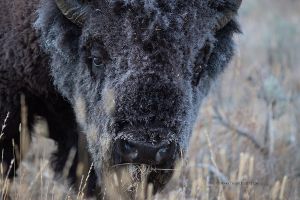 Yellowstone-graues-Bison